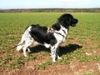 Stabyhond, Finja 11 Monate