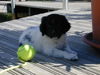 Stabyhond