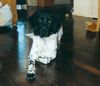 Stabyhond, This is my beautiful dog Nimrod van 't Paradieske (hunter from the Paradise) from the Netherlands