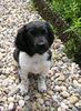 Stabyhond, Finja, 8 Wochen alt