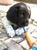 Stabyhond, Finja, 8 Wochen alt