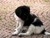 Stabyhond, Finja, 8 Wochen alt