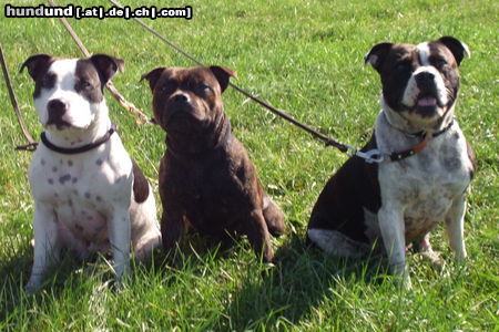 Staffordshire-Bullterrier silent and powerfull by Hartel