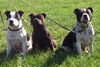 Staffordshire-Bullterrier, silent and powerfull by Hartel