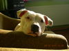 Staffordshire-Bullterrier, Langweile ich