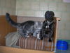 Staffordshire-Bullterrier, wie Hund und Katze