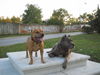 Staffordshire-Bullterrier, Gio