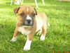 Staffordshire-Bullterrier, Hundin KIM ROTH Rozbullnik