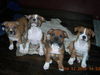Staffordshire-Bullterrier, Wir suchen ein neues Haus