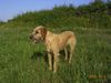 Steirische Rauhhaarige Hochgebirgsbracke, Chrela, H�ndin, 1 Jahr alt