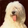 Südrussischer Owtscharka, Südrussischer Schäferhund, Südrussischer Oftscharka Südrussischer Owtscharka, Südrussischer Schäferhund, Südrussischer Oftscharka