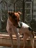 Brasilianischer Terrier, I hope you like my 