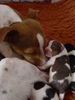 Brasilianischer Terrier, Mutterliebe