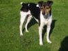Brasilianischer Terrier, Brasilianischer Terrier, Rio