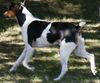 Brasilianischer Terrier, Ortega Brasileiro vom Elz