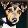 Brasilianischer Terrier, Terrier Brasileiro, Fox Paulistinha Brasilianischer Terrier, Terrier Brasileiro, Fox Paulistinha