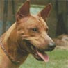Thai Ridgeback