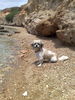 , gizmo on the beach