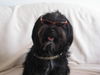 Tibet-Terrier