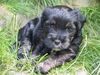 Tibet-Terrier, Mara 7 Wochen alt