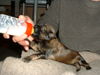Tibet-Terrier, Frauchen mu� mithelfen