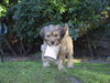 Tibet-Terrier, Sara 10 Wochen alt