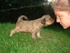 Tibet-Terrier, Auge in Auge ..