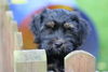 Tibet-Terrier, schau mir in die Augen, Kleines