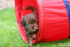 Tibet-Terrier, Tibet-Terrier-Welpe in Fehlfarbe braun