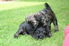 Tibet-Terrier, spielende Welpen