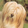 Tibet-Terrier