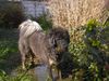 Tibetdogge, Do-Khyi Acky 