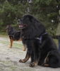Tibetdogge, Do Khyi Maxe - eine Fotopause beim Waldlauf.Do Khyi brauchen t�glich eine Wandertour zum Erleben, Sehen und sind nicht nur f�r das Leben auf einem Grundst�ck geeignet.