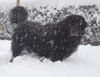 Tibetdogge, Do Khyi Winter!!! Maxe 17.02.09  Maxes Do Khyi Blog....Do Khyi wie sie wirklich sind!