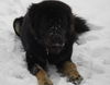 Tibetdogge, Do Khyi lieben Schnee im Winter - Tashi