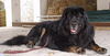 Tibetdogge, Do Khyi Maxe, mehr Information? Maxe f�hrt kurzweilig durch Informationsseiten zur Rasse