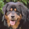 Tibetdogge