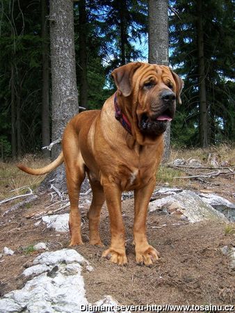 Tosa Inu Cchintai 80Kg