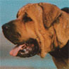 Tosa, Tosa-Kampfhund, Sumo-Inu Tosa, Tosa-Kampfhund, Sumo-Inu