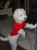 , sammy mit shirt