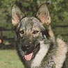 Tschechischer Wolfshund, Ceskoslovensky Vlcak