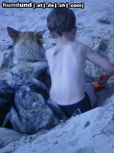 Tschechoslowakischer Wolfhund In den D�nen