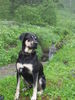 Ungarische Bracke, Labrador und ? ung.Bracke?Mix Lucky