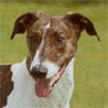 Ungarischer Windhund