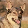 Västgötaspets, Svensk Vallhund, Schwedischer Schäferspitz, Westgotenspitz Västgötaspets, Svensk Vallhund, Schwedischer Schäferspitz, Westgotenspitz