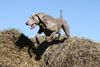 , Canis Fortuna Gin hat Spa� auf dem Strohballen