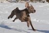 , Gin hat gro�en Spa� im Schnee