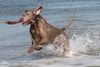 , Gin an der Nordsee im D�nemark Urlaub