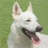 Weißer Schweizer Schäferhund, Berger Blanc Suisse Weißer Schweizer Schäferhund, Berger Blanc Suisse