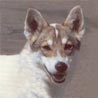Westsibirischer Laika Westsibirischer Laika